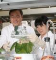 Qiang "Shawn" Chen and lead author Huafang "Lily" Lai
arrested West Nile virus infection with a new therapeutic manufactured from tobacco plants.