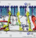 Glial cells normally protect neurons in the retina.