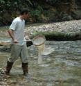 Biologist Ronald Bassar of UC Riverside hunts for guppies in a stream in Trinidad.