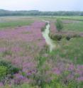 Purple loosestrife, an invasive plant species common in the northeastern United States, is seen near Concord, Mass. Purple loosestrife, an invasive plant species common in the northeastern United States, is seen near Concord, Mass.