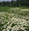 Mayweed chamomile is a non-native species that has exhibited an impressive response to climate change by adjusting its flowering time response to be much earlier in the year. It is not yet classified as an invasive plant, but dominates the landscape in various parts of the northeastern United States (shown here in Concord, Mass.). Mayweed chamomile is a non-native species that has exhibited an impressive response to climate change by adjusting its flowering time response to be much earlier in the year. It is not yet classified as an invasive plant, but dominates the landscape in various parts of the northeastern United States (shown here in Concord, Mass.).