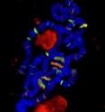 Polytene chromosomes -- giant chromosomes found in the salivary glands of fruit flies -- revealed that nucleoporins pull double duty as transcription factors regulating the activity of genes active during early development.

Image: