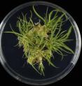 Regeneration of <i>Brachypodium</i> plant in vitro.