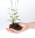 The small stature of <i>Brachypodium</i> plants makes it relatively easy to work with in the laboratory.