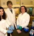 From left, Princeton scientists Hilary Coller and Joshua Rabinowitz, in collaboration with Eileen White of the Cancer Institute of New Jersey and Rutgers University, are using a variety of scientific techniques to explore how some cancer cells self-cannibalize and go dormant to tolerate extreme stress. Funded by a $1 million National Institutes of Health Challenge Grant through the American Reinvestment and Recovery Act, the project may lead to new treatment regimes that inhibit this ability and kill cancer cells while allowing normal cells to survive.