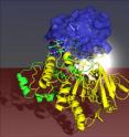 An enzyme becomes more versatile: With the help of genetic modifications, Max Planck chemists have altered this monoxygenase in such a way that it converts numerous substrates. Two domains (blue and yellow) are drawn together through the substitution of two amino acids (left, red dots) with the result that the remote binding pocket enlarges due to an induced allosteric effect (right, white).