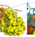 The point at which Fbx4 and TIN2 bind to TRF1 overlaps. Where both are present, TIN2 binds to TRF1 first and blocks Fbx4 from binding.