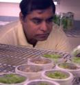 This is Dr. Henry Daniell in his lab at the University of Central Florida.