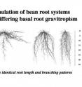 Simulation of bean root systems showing how altered root growth angles lead to deep or shallow soil exploration.
