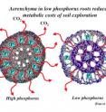 Aerenchyma is the botanical term for large air spaces in the root. Crop varieties that produce root aerenchyma have metabolically cheaper roots that are better able to explore the soil.