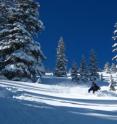 Jim Steenburgh, professor and chair of atmospheric sciences at the University of Utah, skis through powder snow in Days Fork in the Wasatch Range backcountry near Alta, Utah. Steenburgh and one of his students, Trevor Alcott, developed a new simple method to predict snow density -- whether fresh snow is powdery or wet and heavy -- and thus snowfall amounts. The National Weather Service is using the method in its Utah forecasts, and the technique could be adapted for use anywhere.