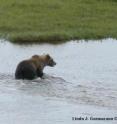 This is a grizzly Bear (<i>Ursus arctos</i>), photographed in Wapusk National Park, Manitoba, Canada, on August 9, 2008.