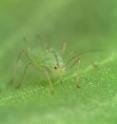 The pea aphid is the first sap sucking insect to have its genome sequenced. Fascinating facts about aphids include  that they are able to reproduce both sexually and asexually, that genetically identical individuals can be winged and wingless, lay eggs and bear live young.  Development includes a telescoping of generations, such that a female carries the embryos of both her daughters and her granddaughters.