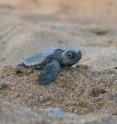 Georgia Tech researchers conducted the first field study showing how endangered loggerhead sea turtle hatchlings use their limbs to move quickly on a variety of terrains in order to reach the ocean.