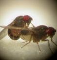 These are <i>Drosophila pseudoobscura</i> mating. A new study by the Universities of Exeter and Liverpool, UK, on these fruitfly suggests promiscuous females may be the key to a species’ survival.