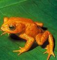 The Monteverde golden toad disappeared from Costa Rica's Pacific coastal-mountain forest in the late 1980s.