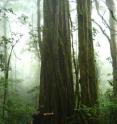 Researcher Kevin Anchukaitis sampled nearly 30 old trees in the Monteverde cloud forest before finding two whose climate data could be extracted.