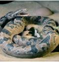 This is a life-sized reconstruction of the moment just before preservation. The scales and patterning of Sanajeh’s skin is based on modern relatives of the fossil snake. The hatchling dinosaur is reconstructed from known skeletal materials, but its color is conjectural. The eggs are based directly on the fossils.