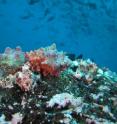 Marine ecologists at Brown University have found that barnacles thrive in strong upwelling sites in the Galapagos Islands, and are an important food source for predators such as whelks (shown in picture), a kind of sea snail.