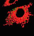 Pictured are amyloid-beta proteins (in red) possessing the healthy astrocytes.
