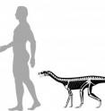 This is a skeletal reconstruction of <I>Asilisaurus kongwe</I> with a human silhouette for scale.