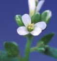 This is a flower of the <i>Arabidopsis thaliana</i> plant.
