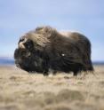 Scientists have discovered that the drastic decline in Arctic musk ox populations that began roughly 12,000 years ago was due to a warming climate rather than to human hunting.  The research is the first study to use ancient musk ox DNA collected from across the animal's former geographic range to test for human impacts on musk ox populations.  The research is published in the early online edition of the journal <I>Proceedings of the National Academy of Sciences </I>sometime during the week ending Friday March 12.