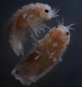 Here is a close-up of the gribble. Here is a close-up of the gribble.