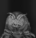 This is a close-up of the gribble. This is a close-up of the gribble.