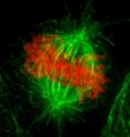 This is a metaphase in a human cervical carcinoma (HeLa) cell. Chromosomes are red and microtubules are green.