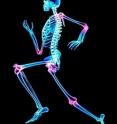 In a new study, University of Missouri researchers found that weight-bearing exercise, in this case, fast walking or jogging, did not prevent the increased bone turnover caused by weight loss.