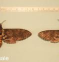 Sexual size dimorphism: Female hawk moths (left) are larger than their male counterparts.