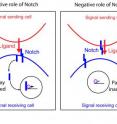 This graphic shows the opposite functions of Notch receptor.