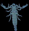 <i>Typhochactas mitchelli</i> is among the smallest known scorpions and part of the Typhlochactidae family of cave scorpions, endemic to Mexico. Like all scorpions, it fluoresces in long-wave ultraviolet light as this image of its ventral side highlights.