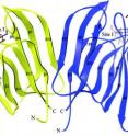 This is a 3-D structure of BanLec, a chemical isolated from bananas identified as a potent new inhibitor of HIV infection.