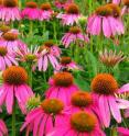 A new analysis of the land plant family tree suggests that flowering plants may have lived much earlier than previously thought.