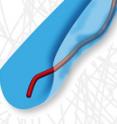 Researchers at the University of Illinois found that actin filaments (red) move in a path (blue) with an irregular diameter, instead of a cylinder as widely accepted.