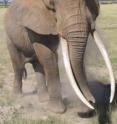Male elephants of breeding age -- over 28 years old -- make up more than 5 percent of well-protected populations. Where populations have been over-exploited, this percentage declines to 1 percent or less. Males that resemble Amboseli National Park's "Tolstoy" are unlikely to live to pass on their genes for large tusks.