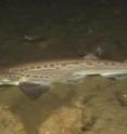 Sharks from the deep waters of the Cantabrian Sea are opportunist hunters.