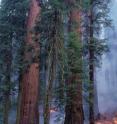 A prescribed burn was conducted in July 2001 in the Giant Forest of Sequoia National Park.