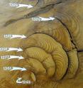 This cross-section of a giant sequoia tree shows some of the tree-rings and fire scars. The numbers indicate the year that a particular ring was laid down by the tree.