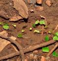 Leafcutter ant workers carry leaf pieces down into underground nests where they use them as fertilizer for their fungus garden.  Ants eat the fungus, not the leaves.