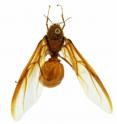 Intense male-male competition continues even after mating has taken place in Atta ants. This study showed that in both ant and bee species in which queens have multiple mates, a male’s seminal fluid favors the survival of its own sperm over the other males' sperm. Intense male-male competition continues even after mating has taken place in Atta ants. This study showed that in both ant and bee species in which queens have multiple mates, a male’s seminal fluid favors the survival of its own sperm over the other males' sperm.