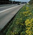<I>Senecio inaequidens</I>, a plant native to the mountains of South Africa, has been spreading rapidly along the roads and railway embankments in Germany since the 1950s. According to the study, climate change could  provide habitat space for additional species in cool and temperate regions worldwide, which may then become strong competitors for native species.