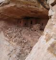 The discovery of the new plant-eating dinosaur was just below an ancestral Puebloan (Anasazi) cliff-dwelling called Eagles Nest in the in the Comb Ridge area near Bluff, Utah.