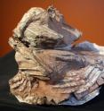 This is the fossil of the new dinosaur species <i>Seitaad ruessi</i>.