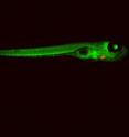 Izpisúa Belmonte and his team used zebrafish whose hearts glow red to identify the cells that allow injured zebrafish hearts to repair themselves. Izpisúa Belmonte and his team used zebrafish whose hearts glow red to identify the cells that allow injured zebrafish hearts to repair themselves.
