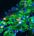 Heart muscle cells (shown in green), regress to a more youthful state after injury, start dividing again (indicated by a red marker) to replenish lost cells and then mature a second time into cardiomyocytes. Heart muscle cells (shown in green), regress to a more youthful state after injury, start dividing again (indicated by a red marker) to replenish lost cells and then mature a second time into cardiomyocytes.