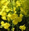 Rapeseed (<i>Brassica napus</i>) is important in agriculture not only as an oil-producing plant and a source of animal food, but also as a nectar provider for honey bees every spring.