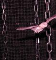 A Brown University-led team strapped microphones onto heads of big brown bats and recorded the sounds they emitted and the echoes that returned to learn how bats detect objects in space and successfully maneuver around them.